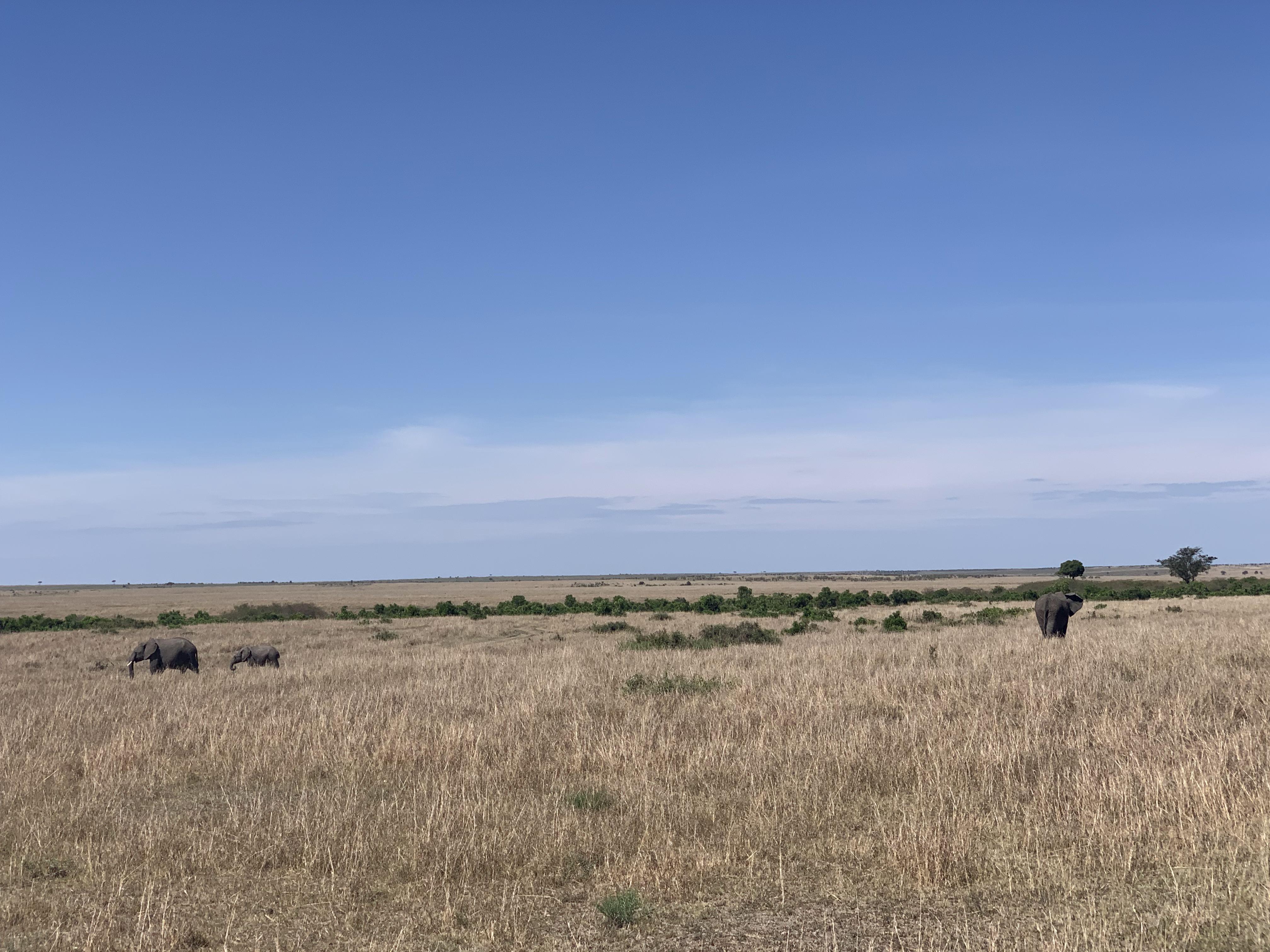 I took the iPhone XS max to maasai mara 2